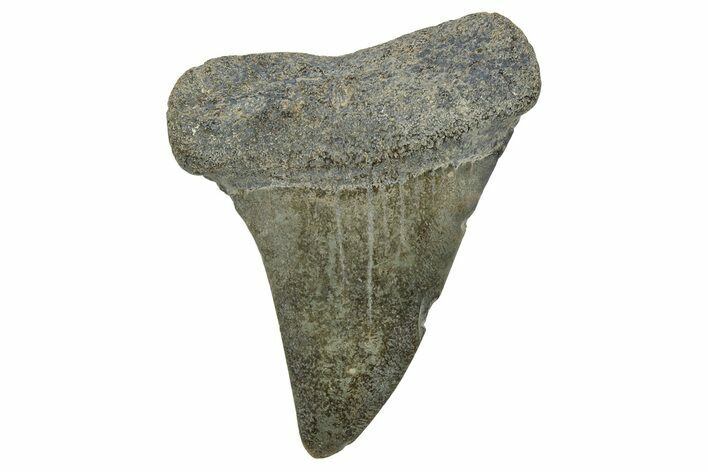 Fossil Broad-Toothed Mako Tooth - South Carolina #329083